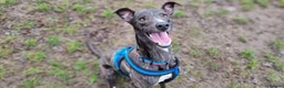 Lurcher dogs for adoption: Splash - Advert 1