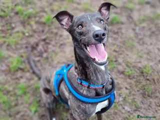 Lurcher dogs Splash - Advert 2