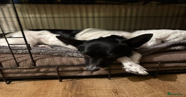 Mixed Breed dogs - Advert 12