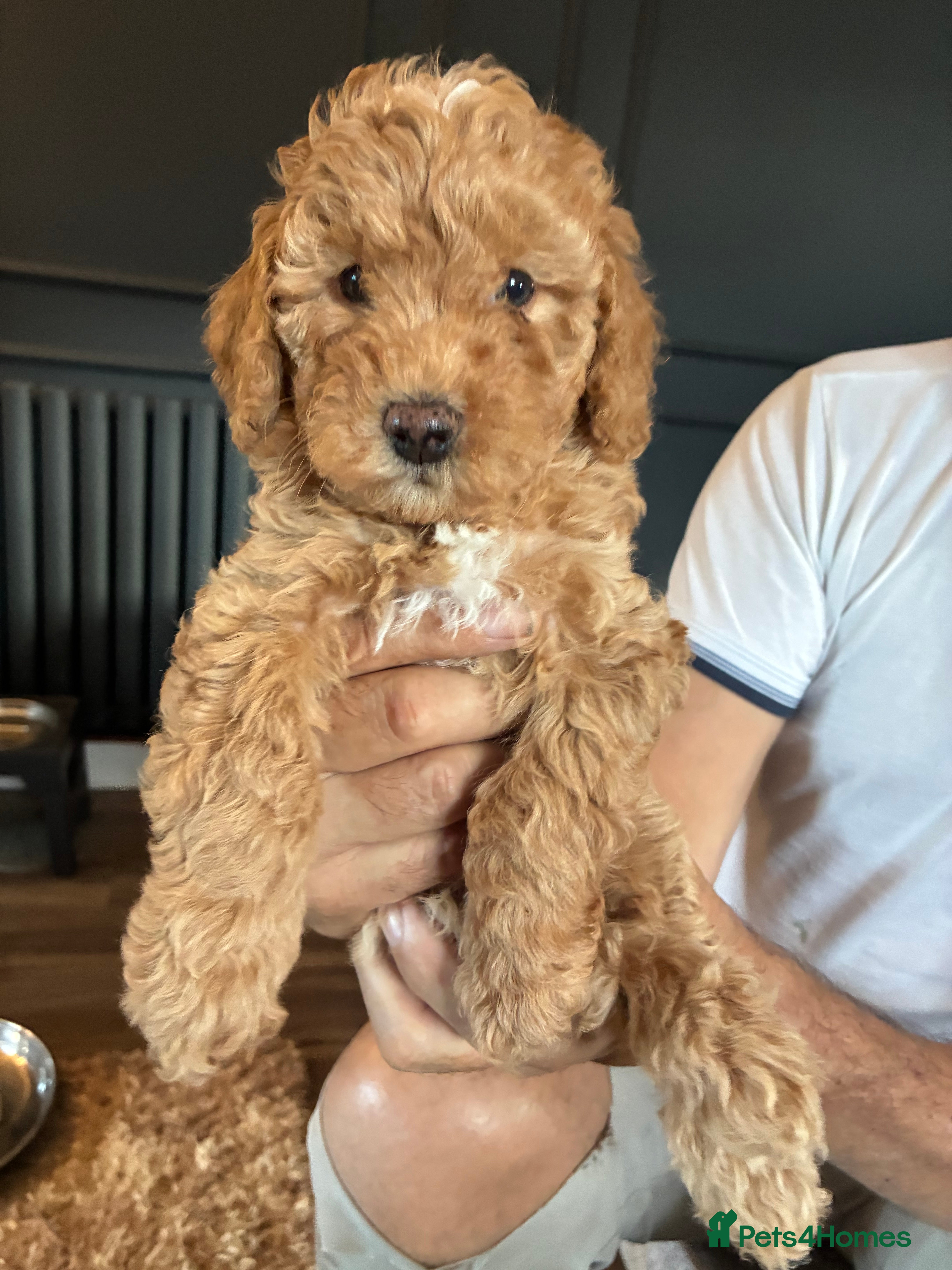 Miniature Poodle dogs 1 boy left KC registered poodles  - Advert 7