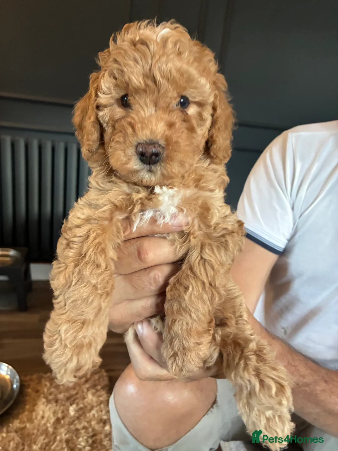 Miniature Poodle dogs for sale: 1 boy left KC registered poodles  - Advert 2