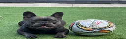 French Bulldog dogs for sale: French bulldog  in Nottingham - Advert 1