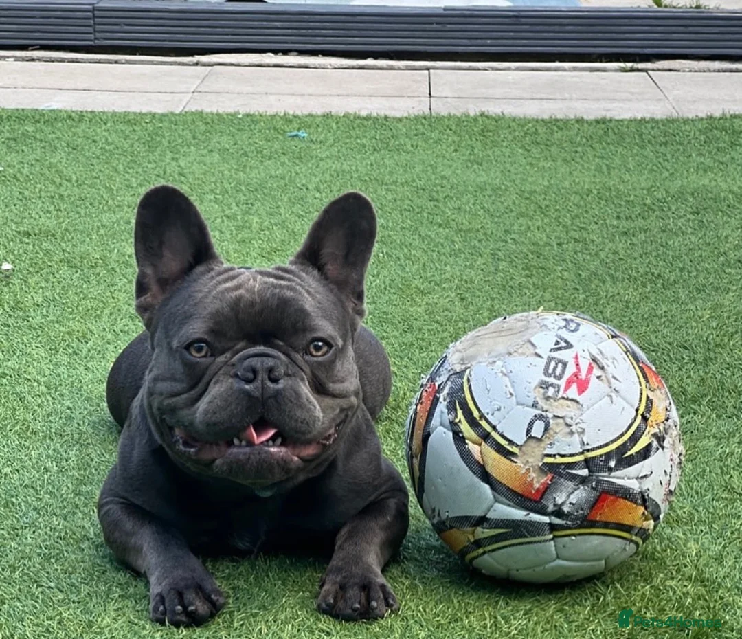 French Bulldog dogs for sale: French bulldog  in Nottingham - Advert 1