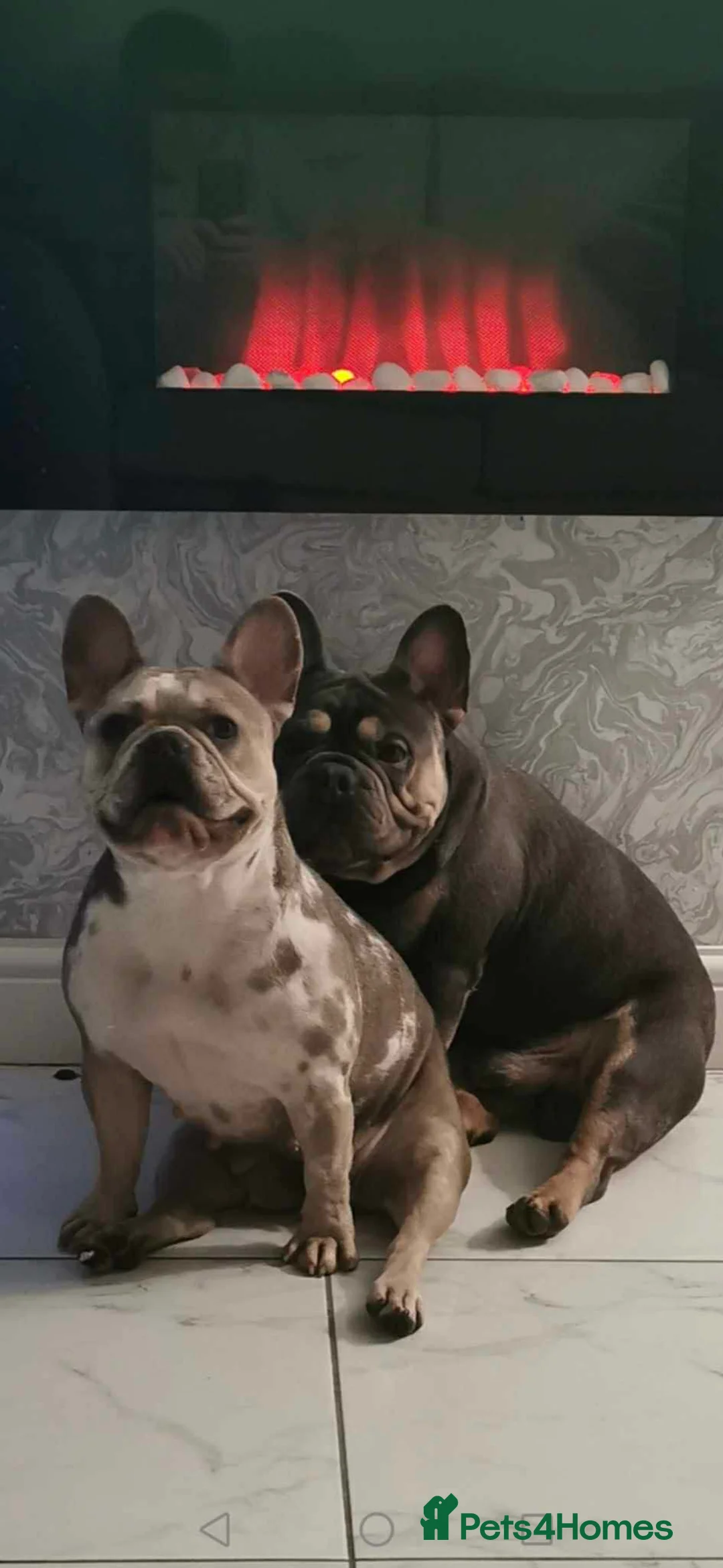 French Bulldog dogs for sale: French bulldog  - Advert 2
