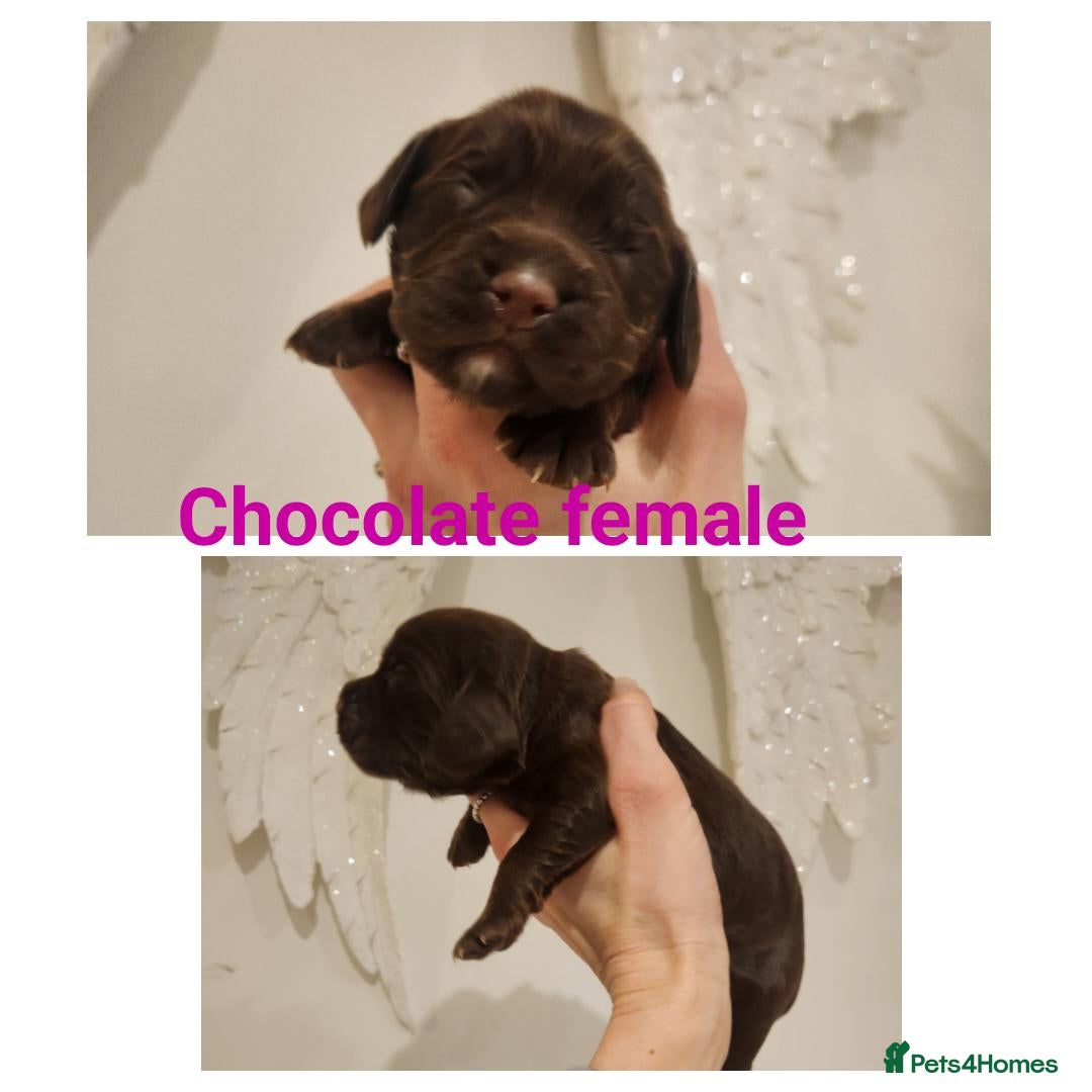 Cocker Spaniel dogs for sale: Stunning KC working cocker spaniel puppies  - Advert 1