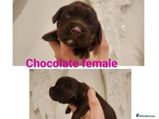 Cocker Spaniel dogs Stunning KC working cocker spaniel puppies - Advert 3