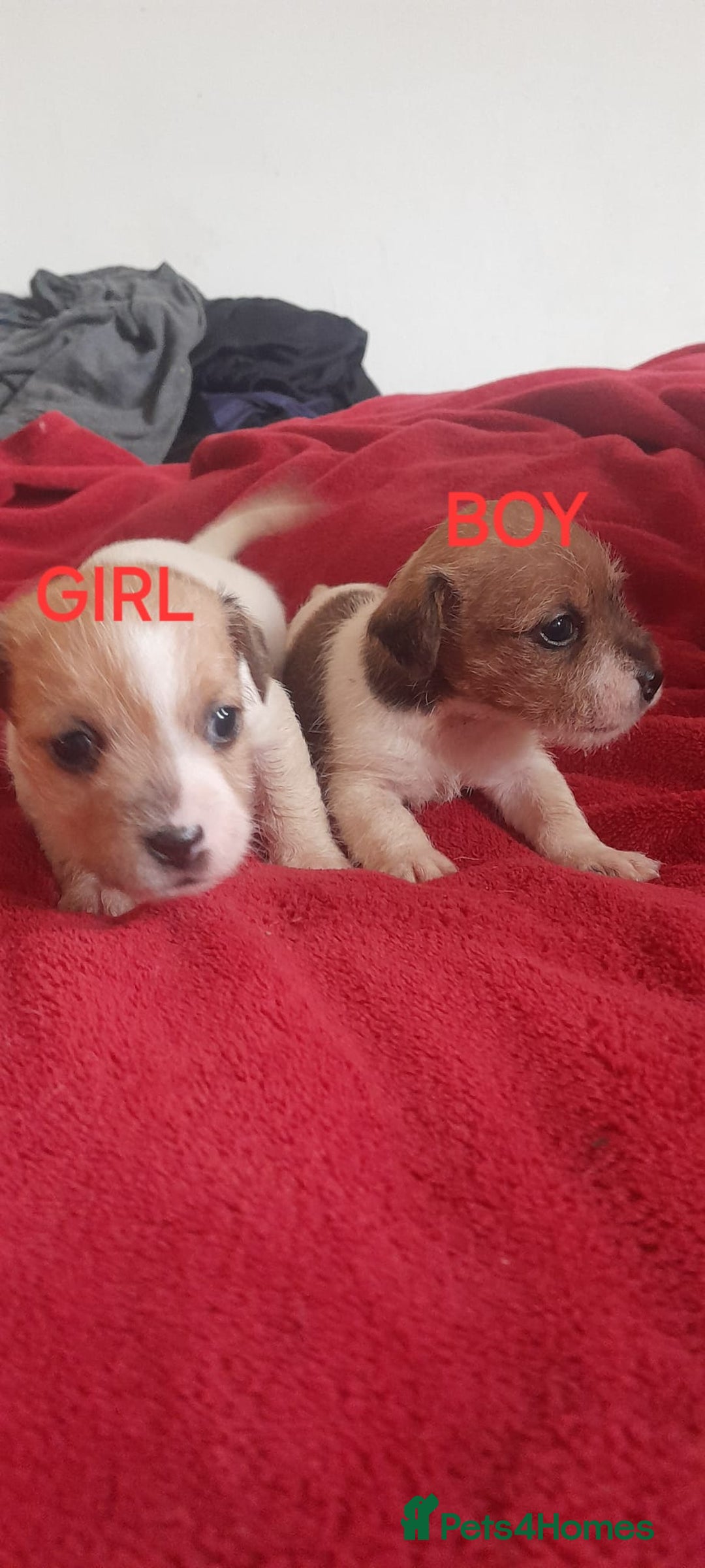 Jack Russell dogs for sale: Jack Russell puppies  - Image 5