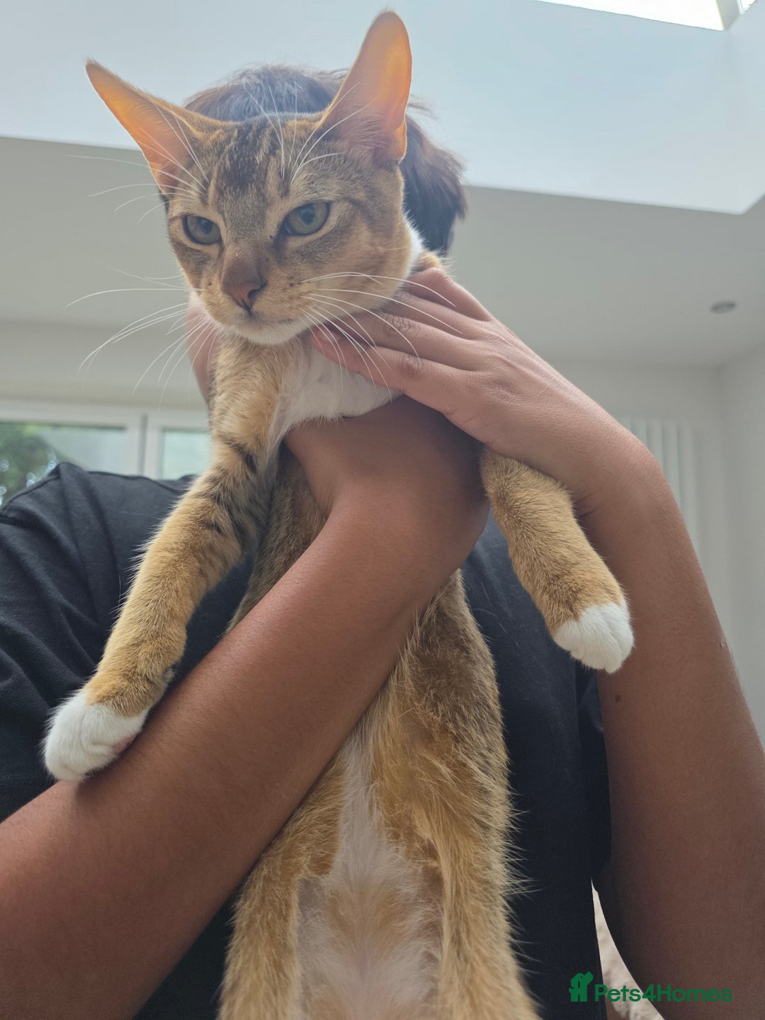 Abyssinian cats for sale: MILO FOR SALE - Image 2