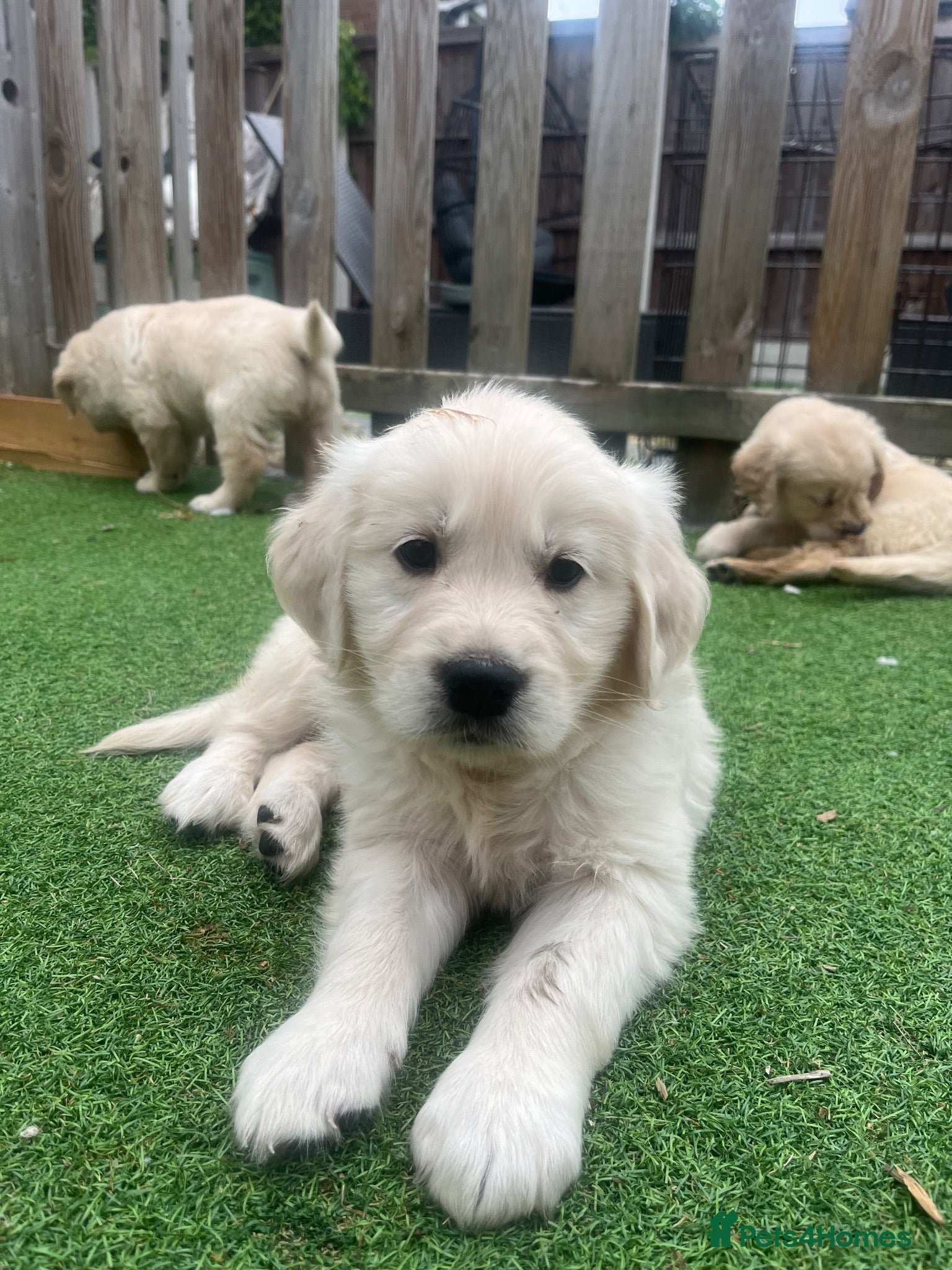 Golden Retriever dogs Gorgeous golden retriever puppies 🐶  - Advert 2