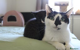 Mixed Breed cats for sale: Lots of cats/kittens up for adoption  - Image 21