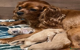Cavachon dogs for sale: 1 Boy Puppy available - Image 5