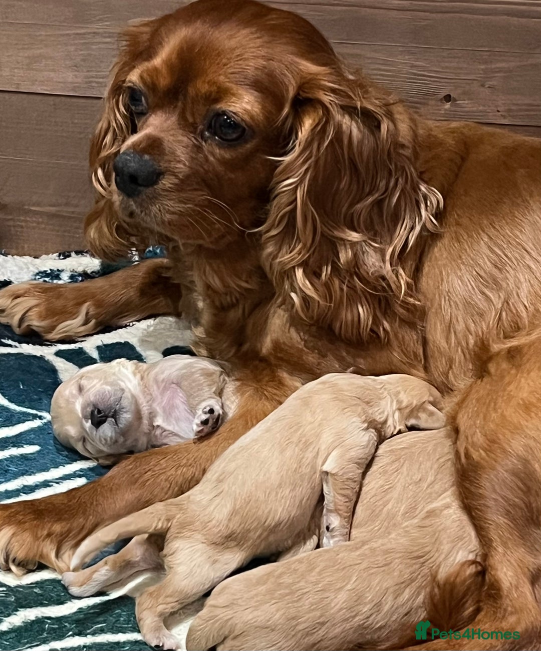 Cavachon dogs for sale: 1 Boy Puppy available - Image 5