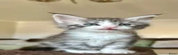 Maine Coon cats for sale: ⭐️⭐️GCCF Registered ⭐️⭐️ - Advert 20