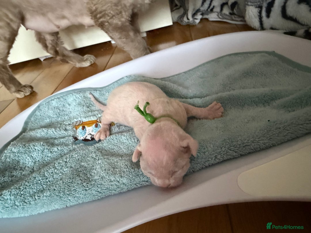 Devon Rex cats for sale: 🐾Adorable Devon Rex Kittens 🐾🌸 - Advert 8