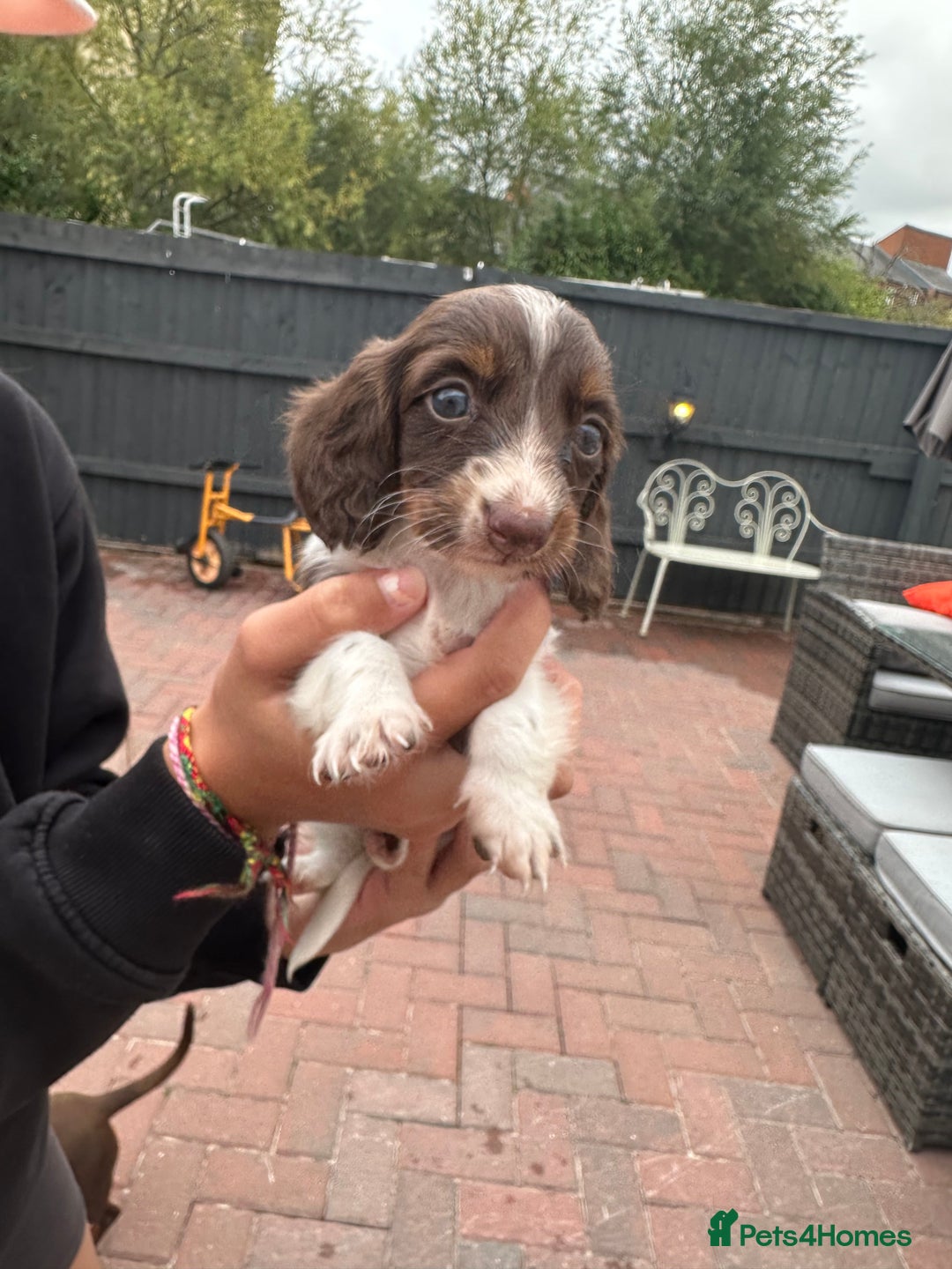 Dachshund dogs for sale: 5 dachshund puppies - Image 10
