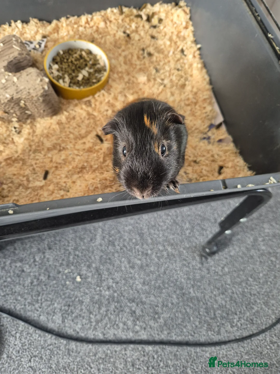Guinea Pig rodents for sale: 2 male guinea pigs - Advert 2