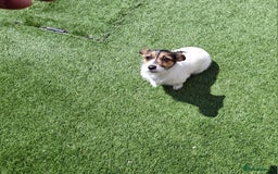 Jack Russell dogs for sale: Tri colour miniature jack russell  - Image 1