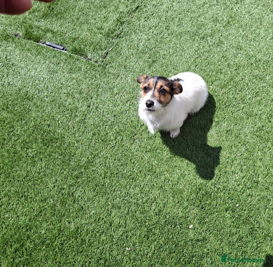Jack Russell dogs for sale: Tri colour miniature jack russell  - Image 1