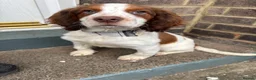 English Springer Spaniel dogs for sale: Springer Spaniel  - Advert 3