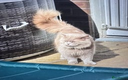 British Longhair cats for sale: Beautiful litter of 5 - Image 6