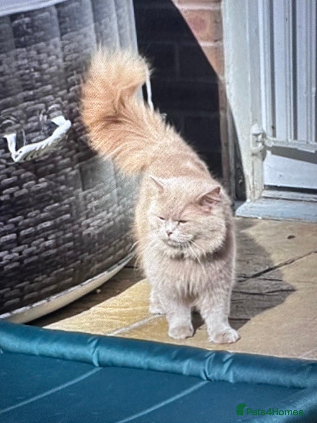 British Longhair cats for sale: Beautiful litter of 5 - Image 6