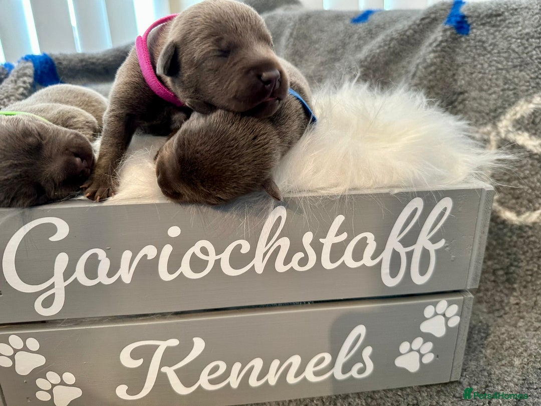 Staffordshire Bull Terrier dogs for sale: KC reg Staffordshire Bull Terrier Blue Puppies - Image 5