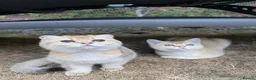 Scottish Fold cats for sale: PUREBRED GOLDEN CHINCHILLA SCOTTISH FOLD KITTENS  in Basildon - Advert 7