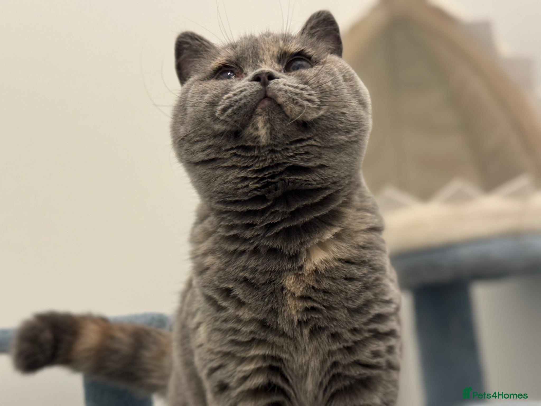 British Shorthair cats Chunky blue tortie eldest kitten TICa reg  - Advert 2