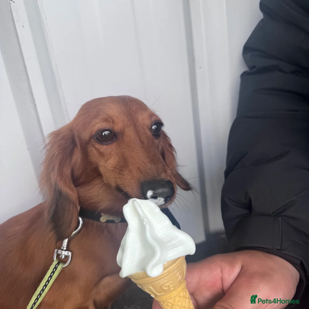 Dachshund dogs for sale: Miniature long-haired dachshund - Advert 2