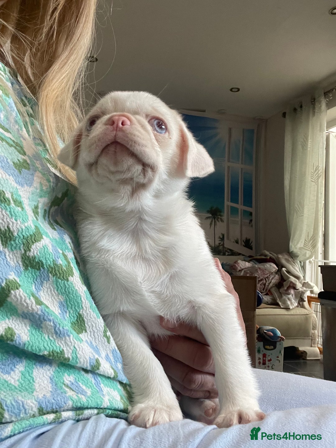 Pug dogs for sale: Beautiful Pink pug  - Advert 3