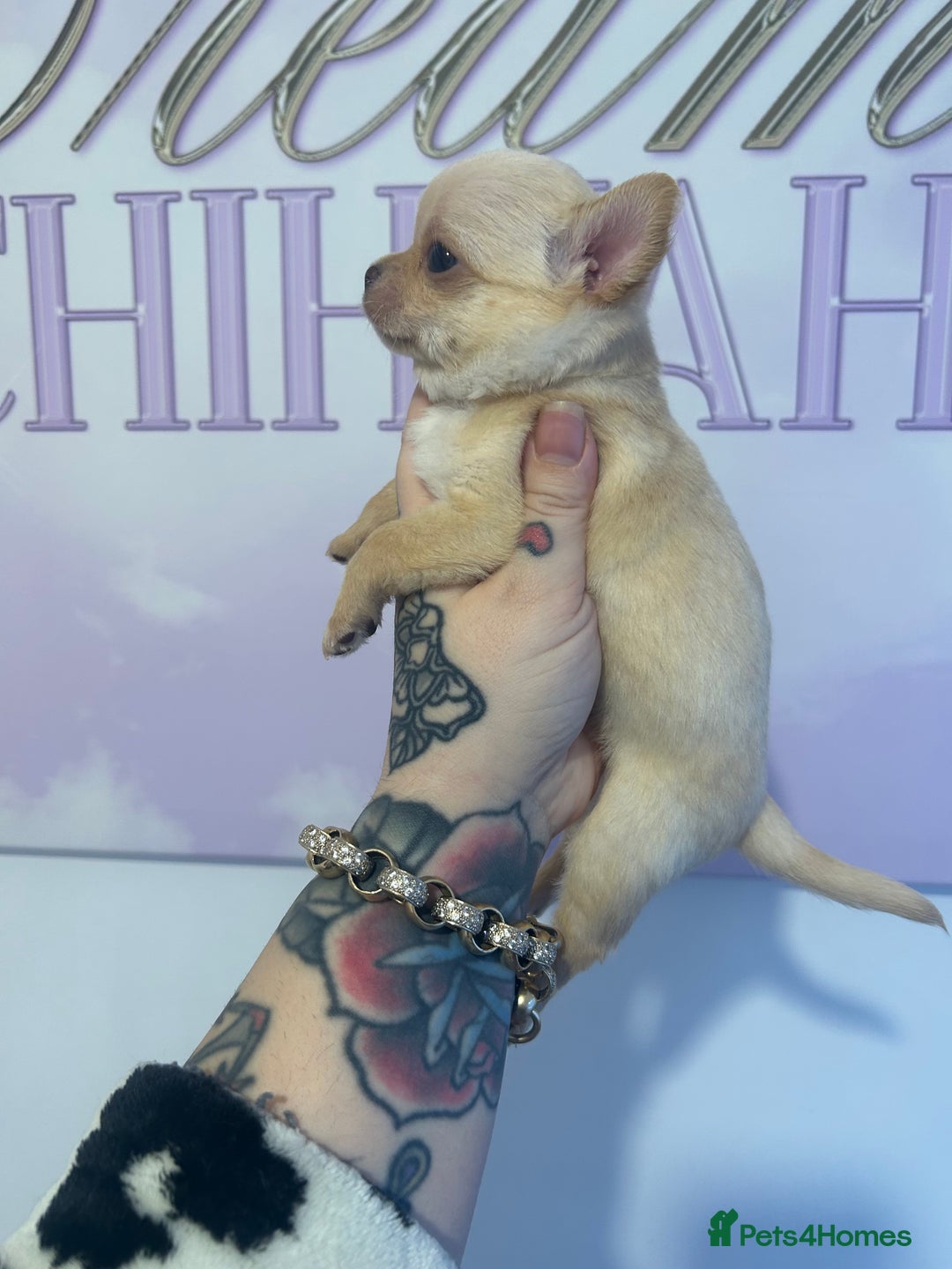 Chihuahua dogs for sale: 3 beautiful cream Chihuahua boys  - Advert 6