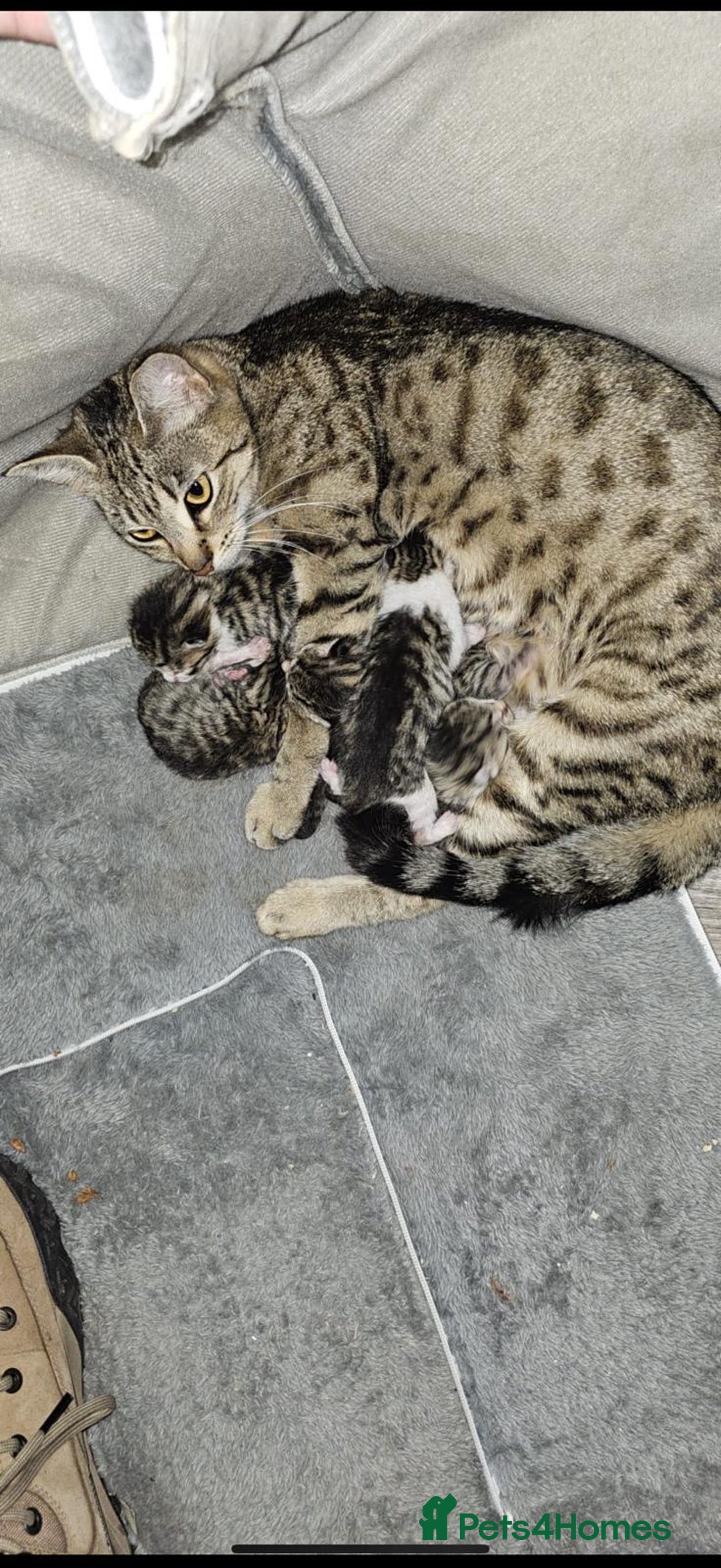 Mixed Breed cats for sale: Beautiful 9 WK Kitten Looking for a Loving Home  - Image 6