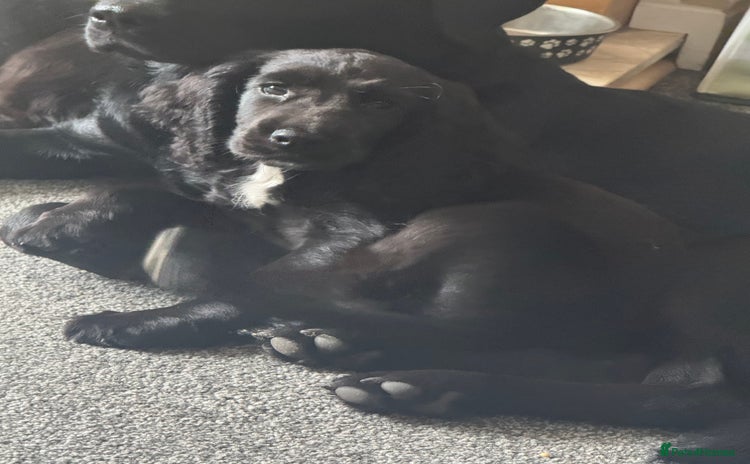 Sprocker dogs in Newport - Advert 5