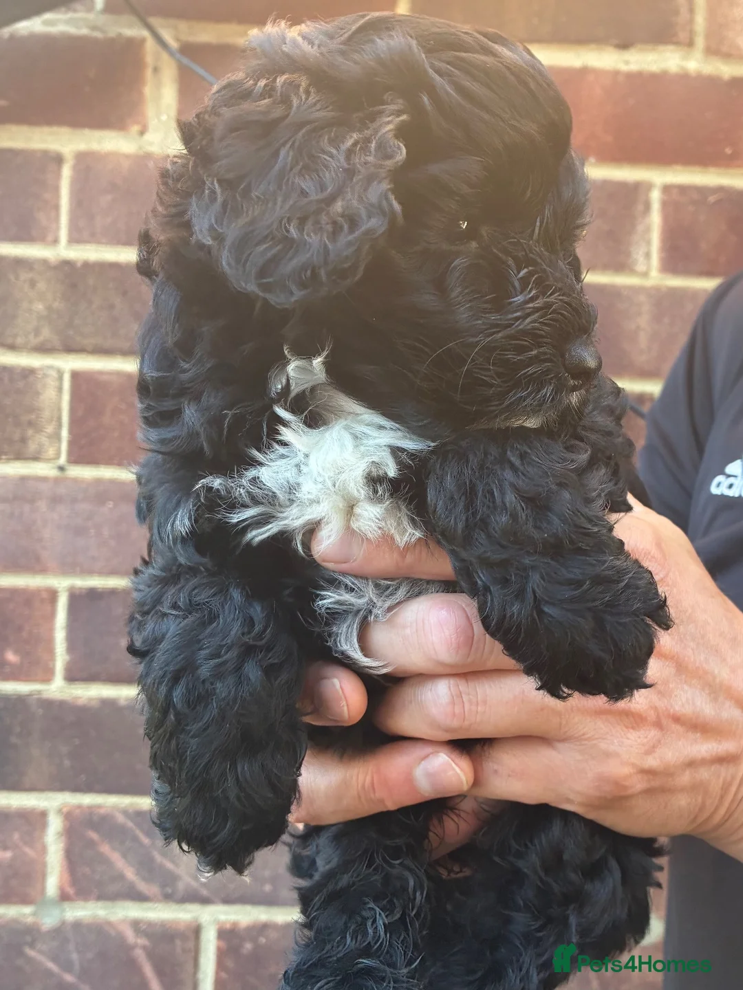 Cockapoo dogs for sale: Cockapoo puppies  - Advert 5