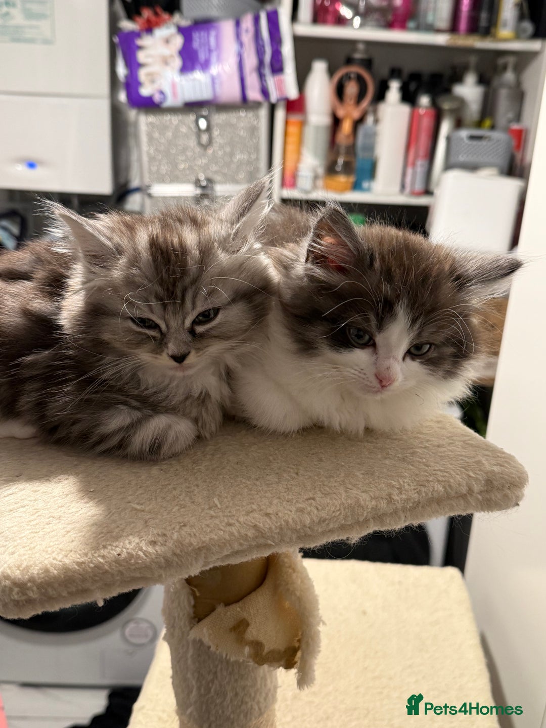 Persian cats for sale: ragdoll x persian kitties  - Advert 8