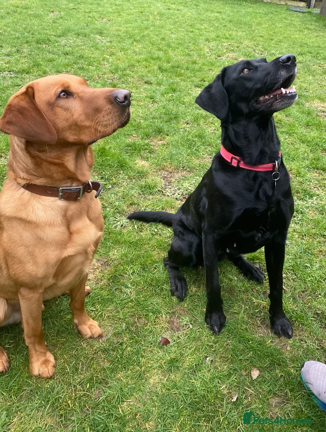 Labrador Retriever dogs for stud: PROVEN KC Health Tested Fox Red Labrador for Stud in Farnborough - Advert 6