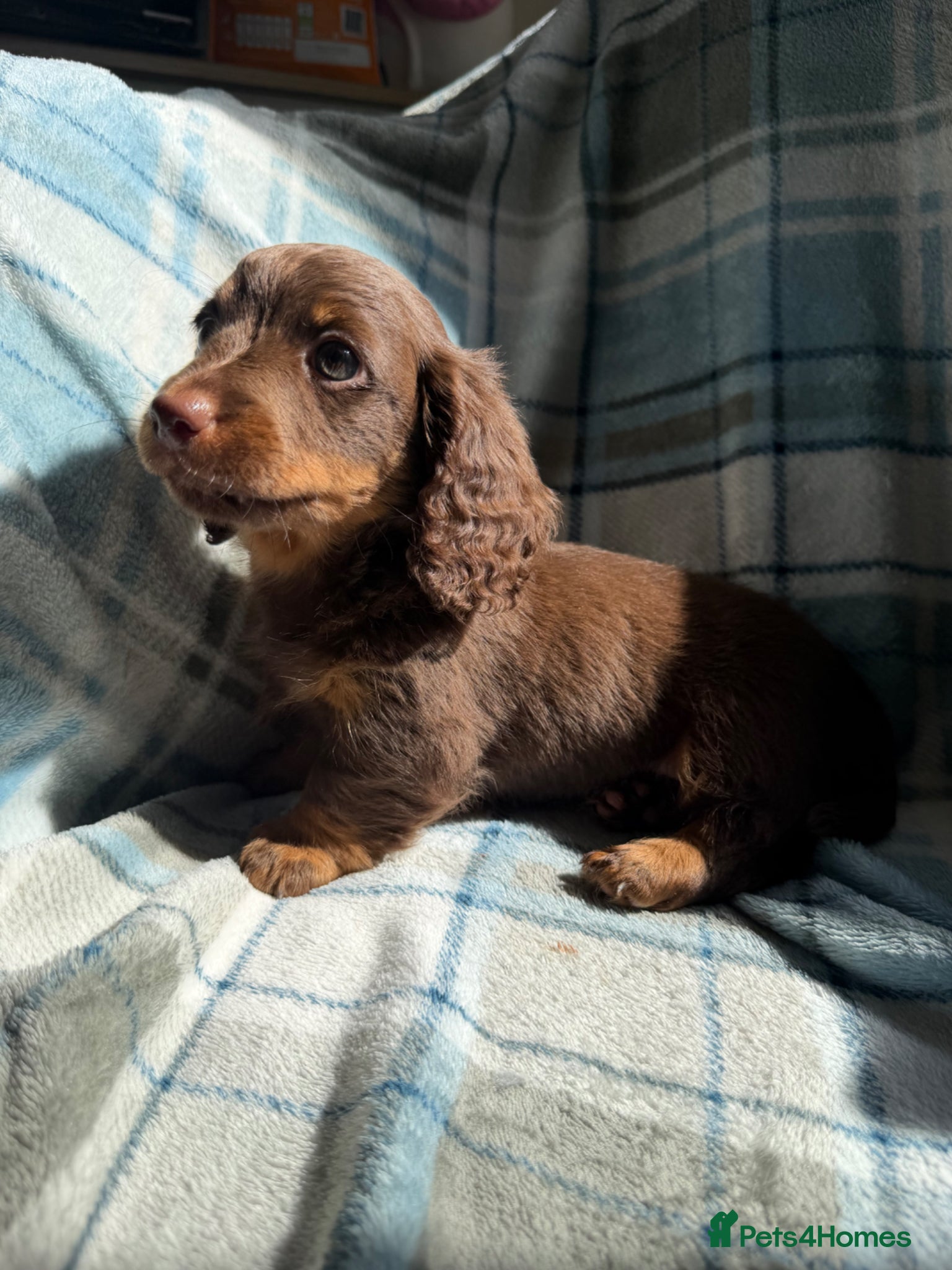 Dachshund dogs for sale: Miniature Dachshund Puppies  - Advert 10