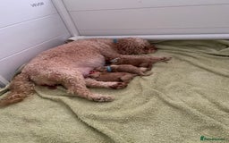 Cavapoo dogs for sale: Cavapoo puppies  - Image 9