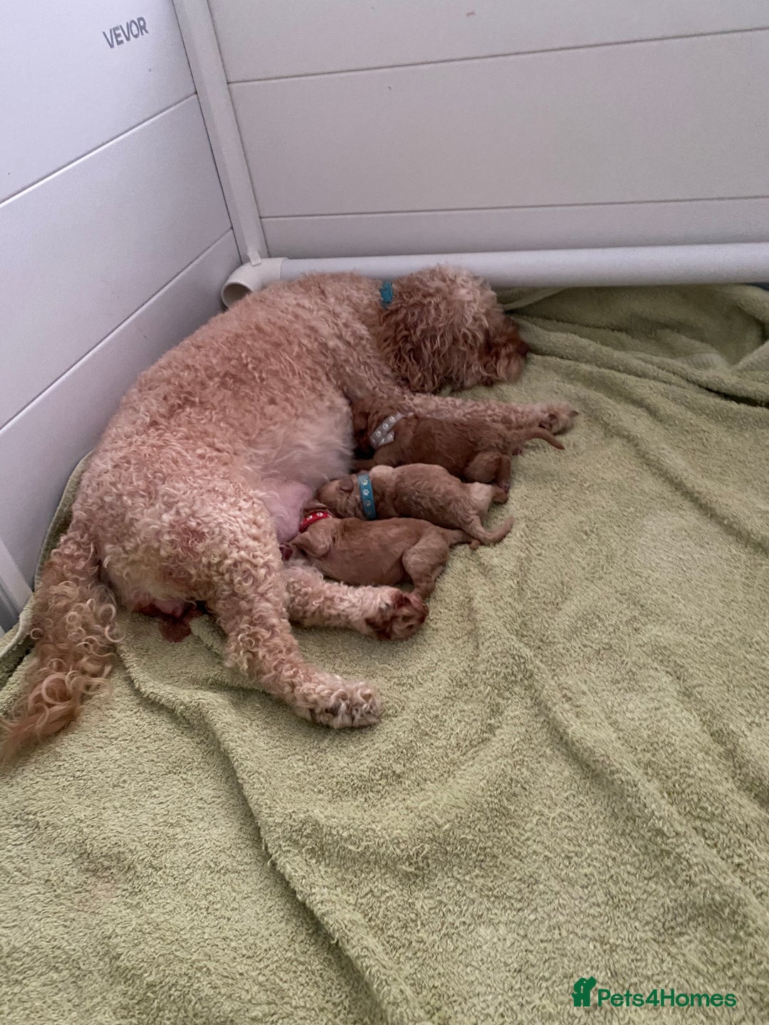 Cavapoo dogs for sale: Cavapoo puppies  - Image 9
