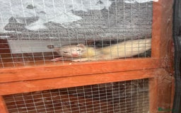 Ferret rodents for sale: 2 micro ferret kits - 5 months old - Image 6