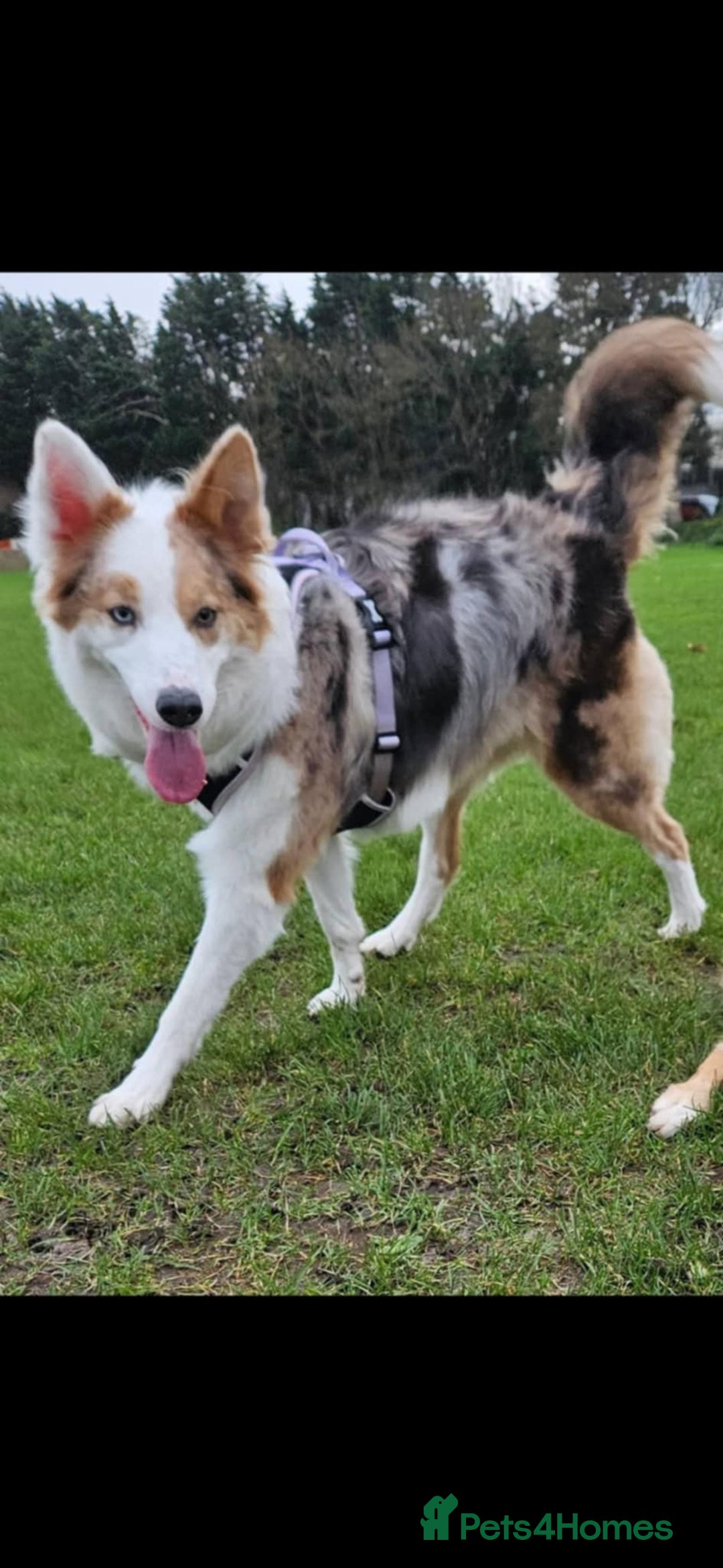 Bordoodle dogs for sale: Beautiful mixed colour bordoodles for sale  - Advert 1