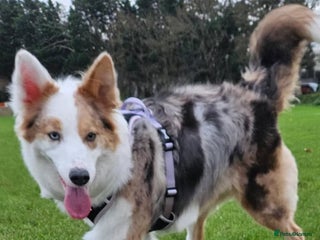 Bordoodle dogs Beautiful mixed colour bordoodles for sale - Advert 1