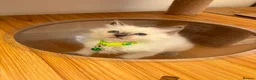 Ragdoll cats for sale: Beautiful Ragdoll cat - Advert 5