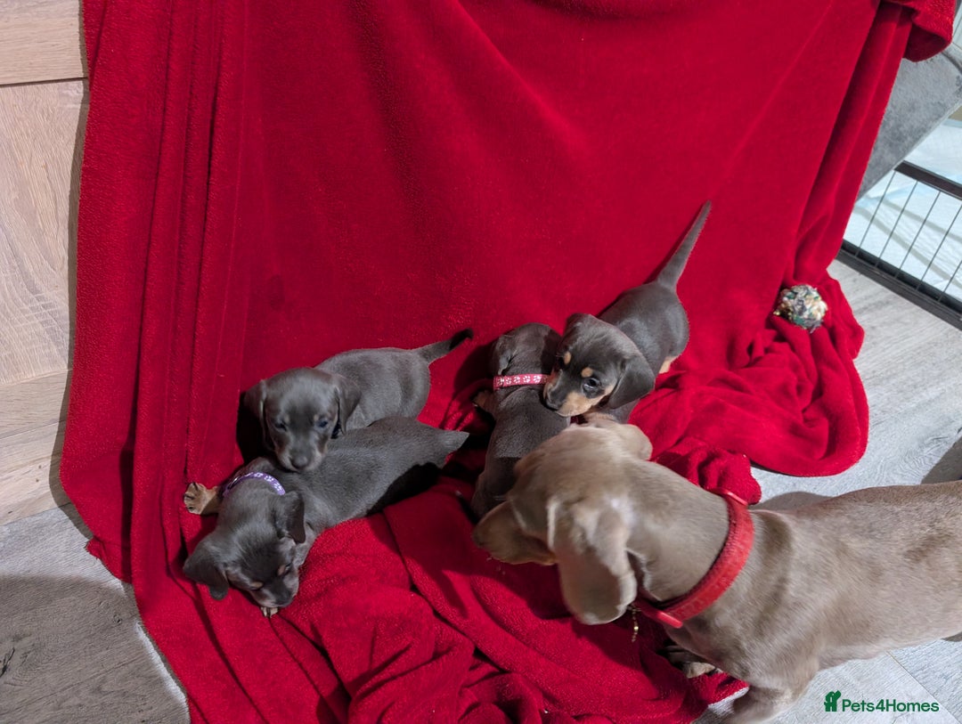 Miniature Dachshund dogs for sale: Miniature dashunds blue and tan - Advert 8