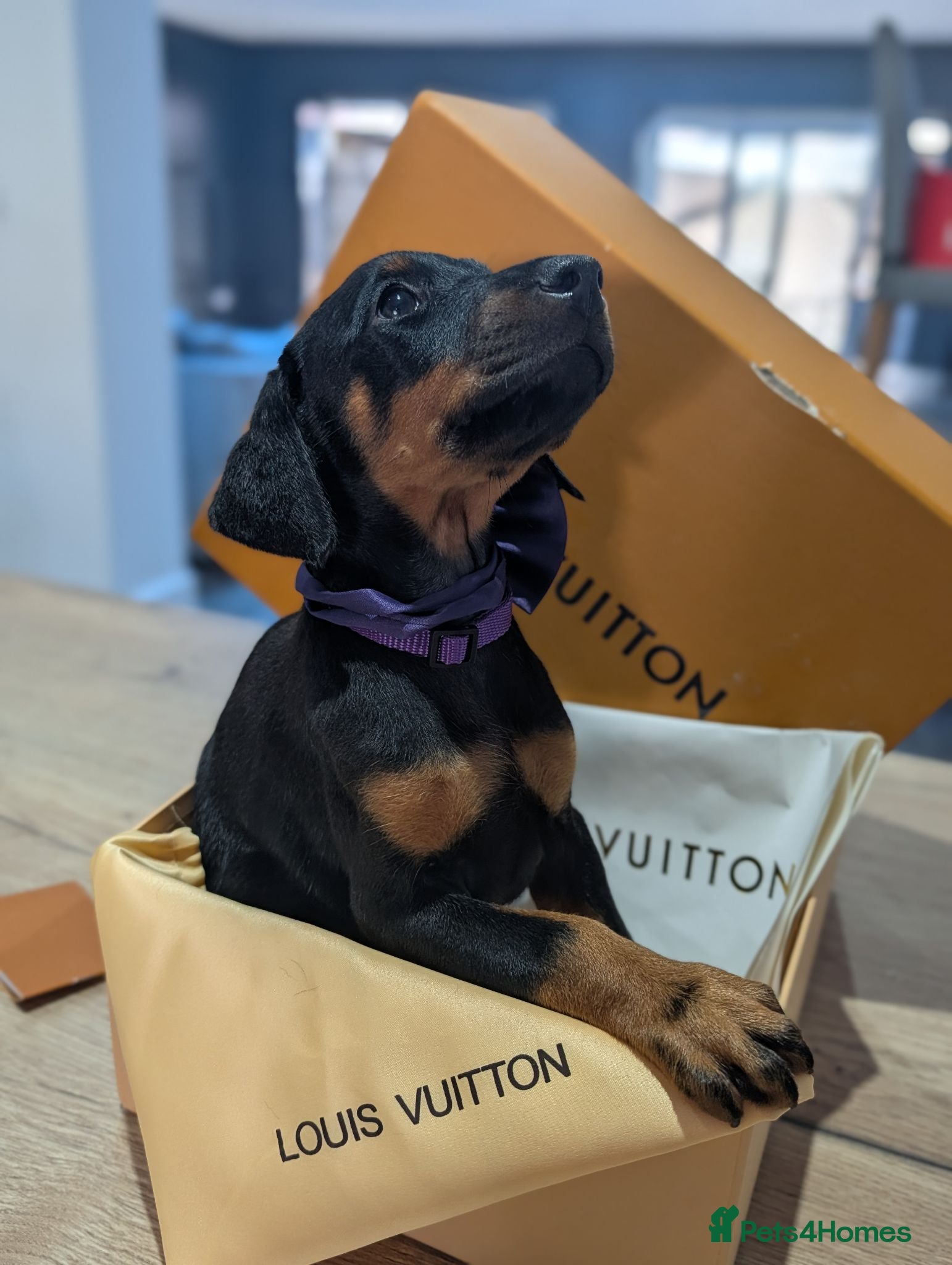 Dobermann dogs Ready now!! Last doberman girl  - Advert 8