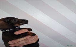 Dachshund dogs for sale: Adorable miniature dachshunds - Image 6