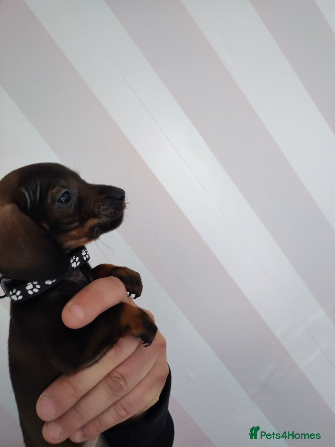 Dachshund dogs for sale: Adorable miniature dachshunds - Image 6