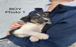 Smooth Collie dogs for sale: Collie pups - Image 1