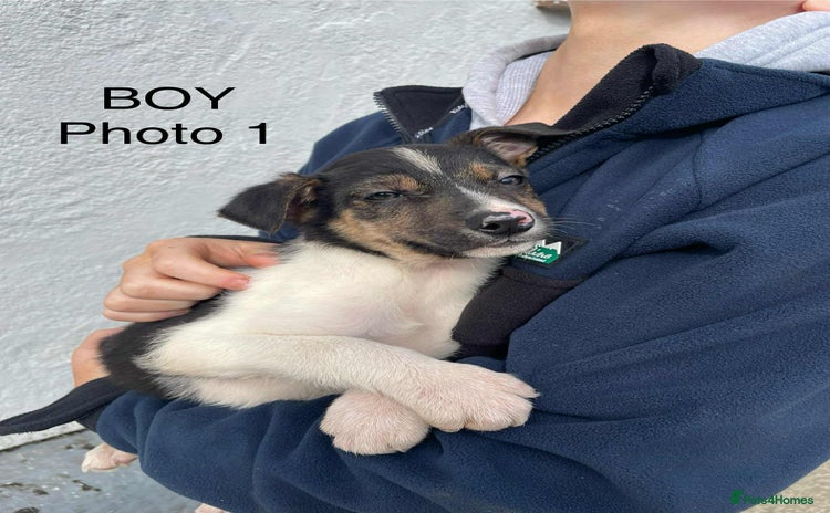 Smooth Collie dogs - Advert 1