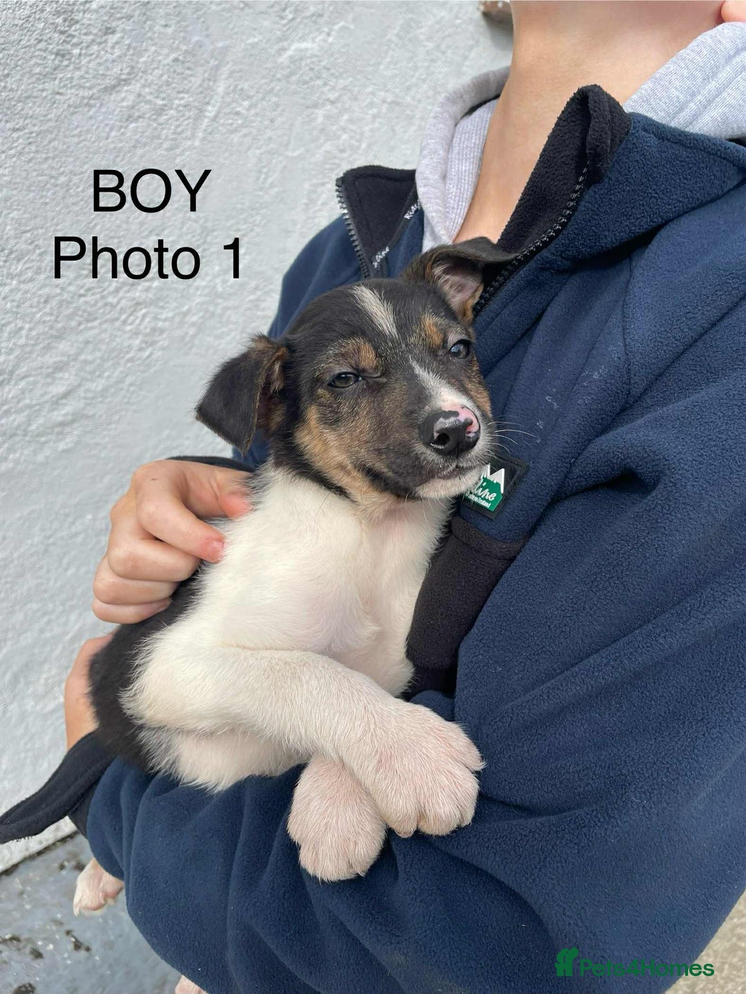 Smooth Collie dogs for sale: Collie pups - Image 1